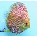 Discus Pigeon Blood Red 5-6 cm