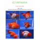 ORIFIAMMA INFO PDF
