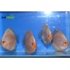 Discus Butterfly 5-6 cm