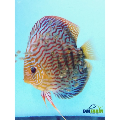 Discus Rosso Turchese (RT) 5-6 cm