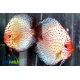 Discus Pigeon Spotted - White Leopard 5-6 cm