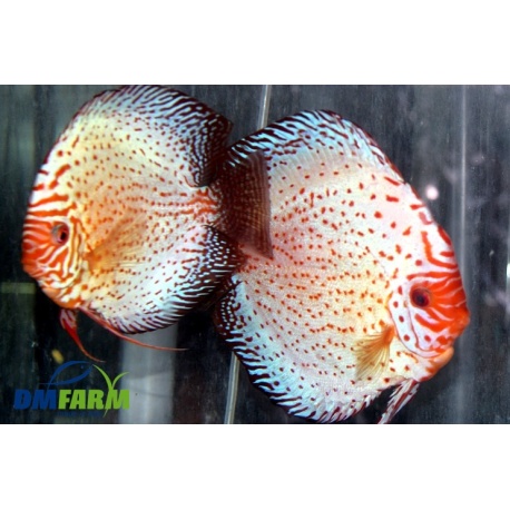 Discus Pigeon Spotted - White Leopard 5-6 cm