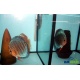 Discus Rosso Turchese (RT) 5-6 cm
