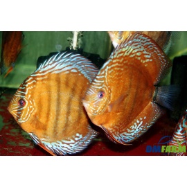 Discus Amazon Red Brown 5-6 cm