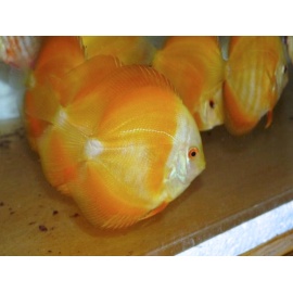 Discus Golden Red Brown 5-6 cm